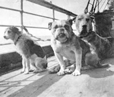 Dogs on the Titanic