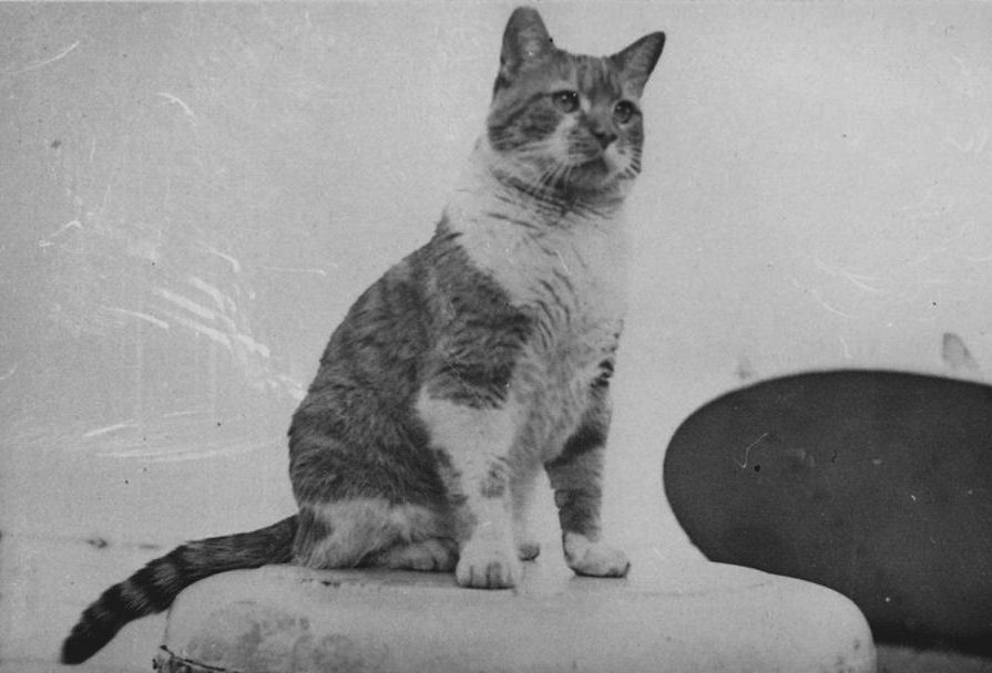 Cat ship
One cat took part in Operation Bow-Wow in 1946. 
