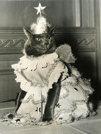 Princess Mickey was Queen of the Brooklyn Cat Club Show 