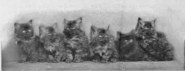 Mrs. Norah Andrews, a charter member of the Brooklyn-Long Island Cat Club, bred Smoke Persians, like those shown here