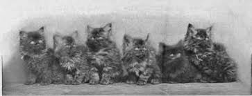 Smoke Persian cats