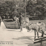 donkeyridescentralpark