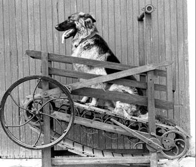 Dog treadmills, also called dog engines, produced both rotary and reciprocating powers for use with light machinery like cider presses, butter churns, grind stones, fanning mills, and cream separators. Shown here is Nicholas Potter's patented "Enterprise Dog Power" treadmill, designed to power butter churns and other small farm machines, circa 1881.