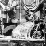 Firedog mutt