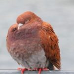 orange-pigeon