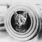 ShipCat