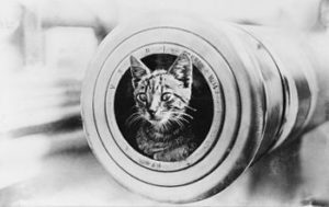 Ship mascot cat
