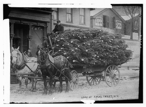 Horses hauling a load of Christmas trees to New York City