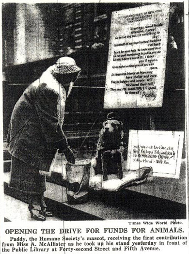 Paddy Reilly, mascot of Humane Society of New York