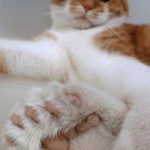 Polydactyl cat