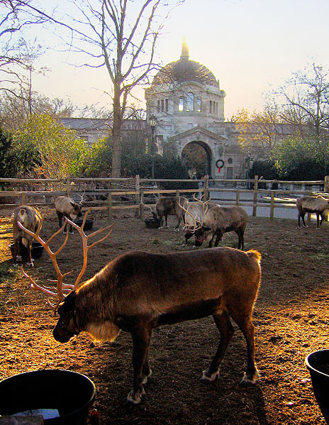 reindeer (caribou) graze at the Bronx Zoo 