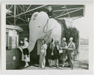 On September 6, 1939, Paddy Reilly served as “Canine Grand Marshall” for the Children’s Day parade at the World’s Fair. One report said the terrier rode astride Rosie, the mechanical elephant shown here, but in fact he just watched the parade from his glassed-in kennel