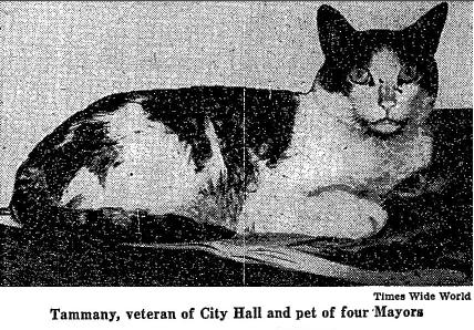 Tammany, mascot cat of City Hall
