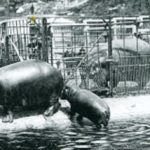 Caliph Hippo