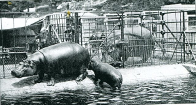 Mrs. Murphy, Central Park Zoo