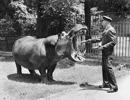The last of the Murphy hippos to pass on was Peter the Great, who died at the Bronx Zoo on February 1, 1953, at the age of 49.