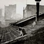 Cats on Roof