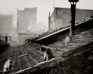 Cats on city roof