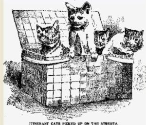 Some of the original cats of the Washington Heights shelter included Jack, Daisy, and Minnie from Brooklyn; Spotter and Monsie from Rockland County; Minnie and Turtle Shell from 28th Street, and Cry Baby, Sad Face, and Ash Barrel Kate. The home also had a feline mascot named Cookie Edwards who was responsible for keeping all the others in order.