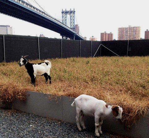 GoatsBrooklyn