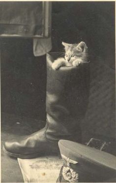 Kitten in police boot