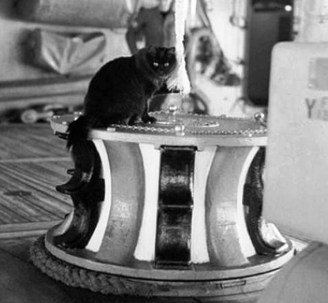 Not every cat born at the Brooklyn Navy Yard went off to sea. Some landlubber cats stayed back to control the rat population.