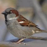 Sparrow