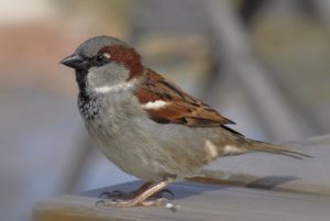 Sparrow