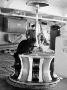 Brooklyn Navy Yard cats