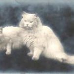 Angora Cats