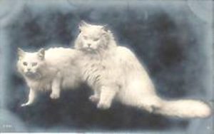 Angora cats were a popular gift item in the late 19th century.