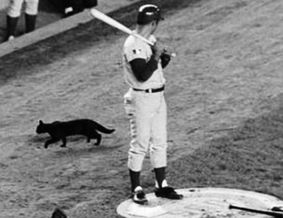 Black cat Mets Cubs 1969