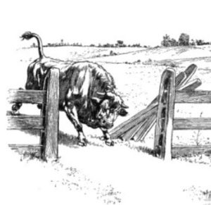Charging bulls of Carmansville