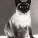 SiameseCat