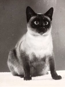 Siamese cat