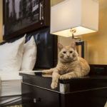 Hamlet Algonquin Cat