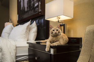 Rusty received numerous letters from his fans, and every year he was recognized for donating to the March of Dimes, but that’s nothing compared to the attention Matilda gets. As a cat of the digital age, Hamlet is probably the most popular Algonquin Cat yet. She’s all over the Internet, and even has his own Twitter account, Facebook page, and email!