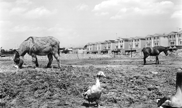 As late as the early 1970s, farm animals still grazed at large in Staten Island. These ducks, goat, and horse are grazing on yet-to-be-developed land near the Staten Island Mall on Richmond Avenue in New Springville.
