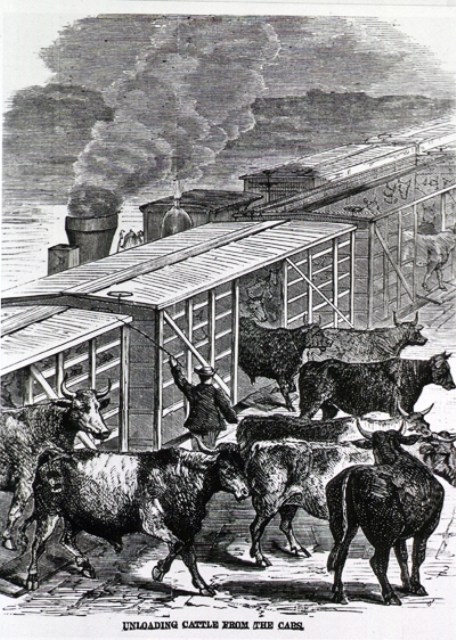 The cattle often escaped after existing the cattle trains on the Hudson River Railroad. 