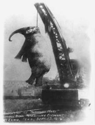 Erwin, Tennessee, elephant hanging