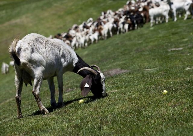 Goats golf