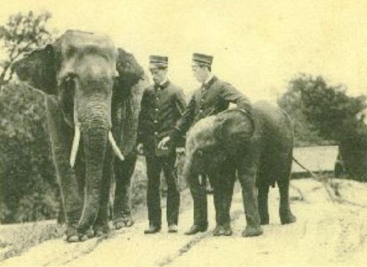Gunda Indian elephant 