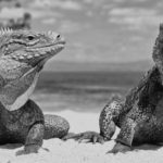 Iguanas