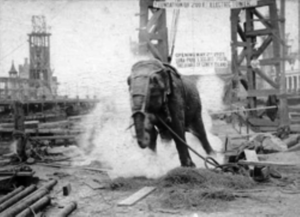 Topsy elephant execution