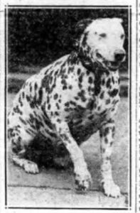 Jiggs Engine 205 Dalmatian