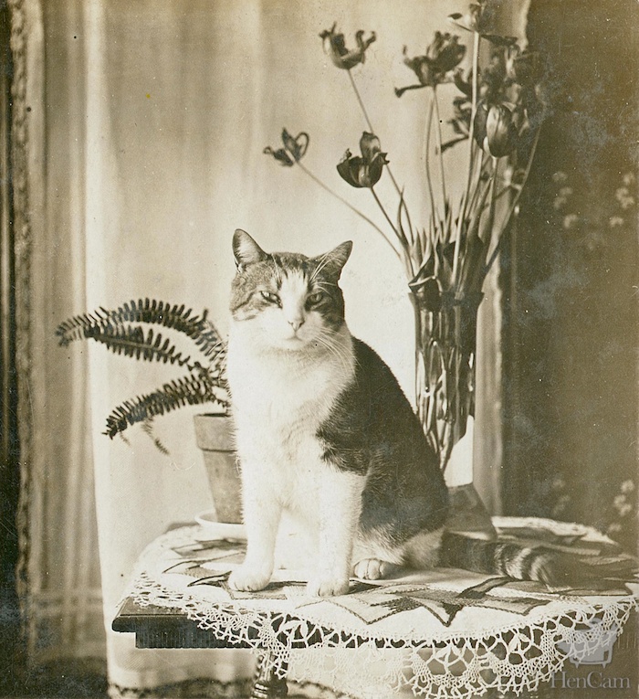 Only these people who could promise to provide an elegant home for the cats-like this vintage kitty obviously had--would be allowed to take one of the Chevalier's felines. 
