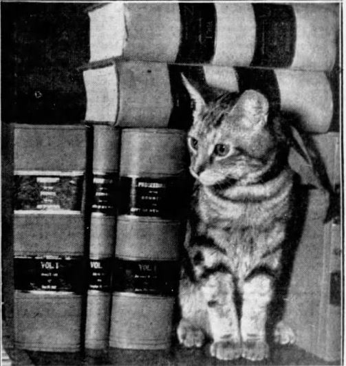Kitty Kouncil, New York City Hall Cat, 1946 