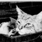 KittyKouncil1946