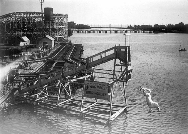 King and Queen, diving horses