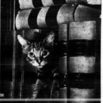 Kitty Hall